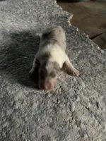 processed/41613500-7196-4cec-8b93-f33656dfd3aa/listing/f123d58c-aa07-4842-80dd-23e67a946af8/5e00c90f-426f-4b4a-bc77-a4c5523ddc4e