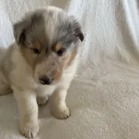 Ely, a male Collie for sale in Guntersville, AL – Photo 3 of 9