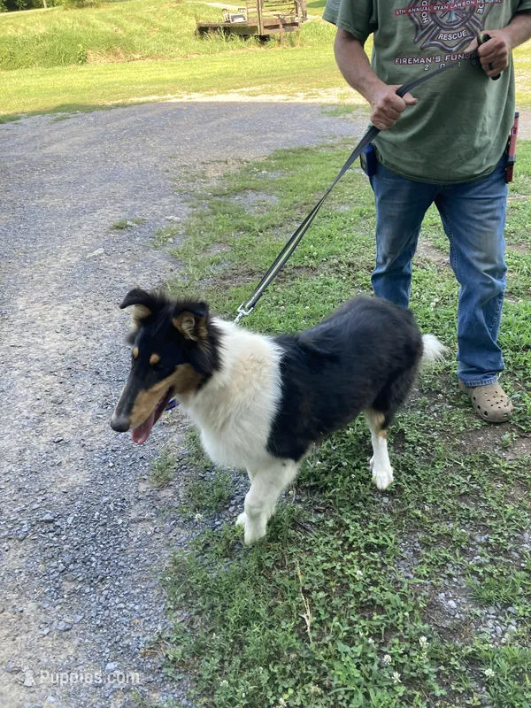 Ellen – Collie puppy for sale in Guntersville, AL