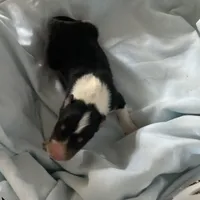 Duke- AKC Reg., CEA Clear., a male Collie for sale in Guntersville, AL – Photo 10 of 10