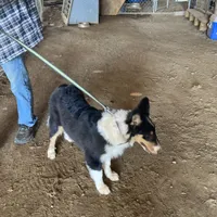 Duke- AKC Reg., CEA Clear., a male Collie for sale in Guntersville, AL – Photo 4 of 10