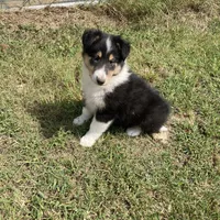 Duke- AKC Reg., CEA Clear., a male Collie for sale in Guntersville, AL – Photo 6 of 10