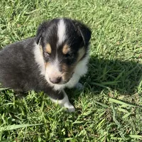 Duke- AKC Reg., CEA Clear., a male Collie for sale in Guntersville, AL – Photo 8 of 10