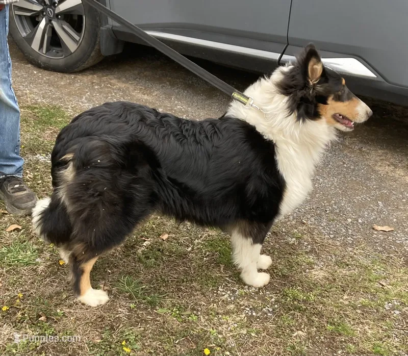 Duke- AKC Reg., CEA Clear.