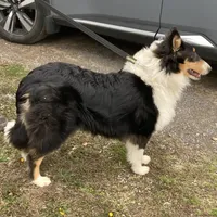 Duke- AKC Reg., CEA Clear., a male Collie for sale in Guntersville, AL – Photo 1 of 10