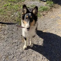 Duke- AKC Reg., CEA Clear., a male Collie for sale in Guntersville, AL – Photo 3 of 10