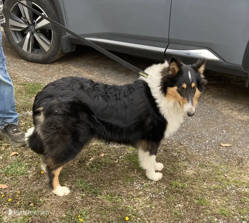 Duke- AKC Reg., CEA Clear.