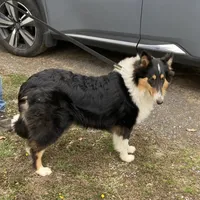 Duke- AKC Reg., CEA Clear., a male Collie for sale in Guntersville, AL – Photo 2 of 10