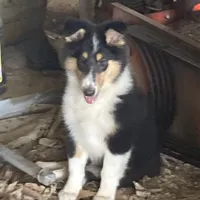 Duke- AKC Reg., CEA Clear., a male Collie for sale in Guntersville, AL – Photo 5 of 10