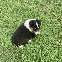 Duke- AKC Reg., CEA Clear., a male Collie for sale in Guntersville, AL – Photo 9 of 10
