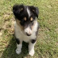 Duke- AKC Reg., CEA Clear., a male Collie for sale in Guntersville, AL – Photo 7 of 10