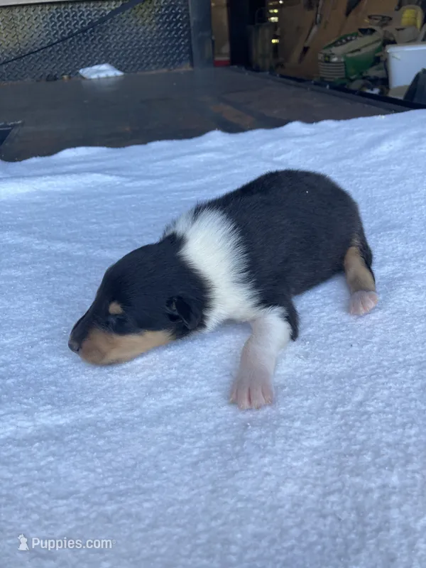 Felix – Collie puppy for sale in Guntersville, AL