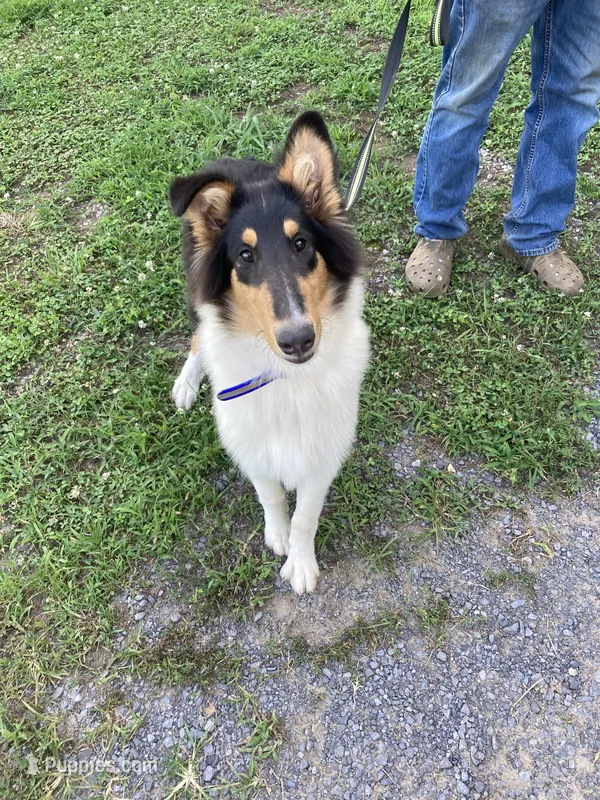 Emry – Collie puppy for sale in Guntersville, AL