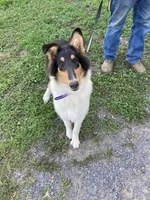 Emry, a male Collie for sale in Guntersville, AL – 1 of 10