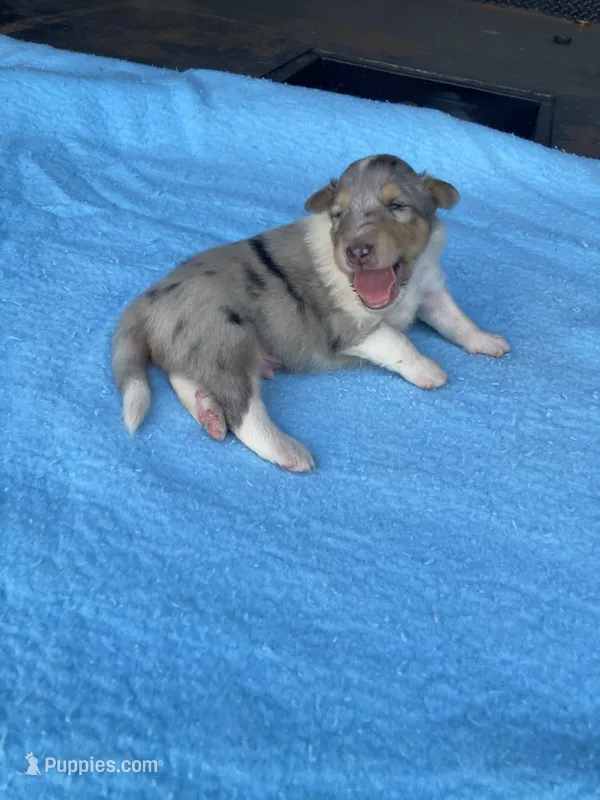 Forrest – Collie puppy for sale in Guntersville, AL