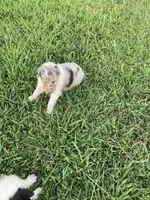 Forrest, a male Collie for sale in Guntersville, AL – 5 of 9