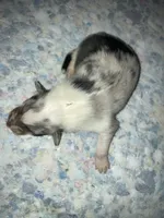 processed/41613500-7196-4cec-8b93-f33656dfd3aa/listing/fc205fa6-baf9-4838-9598-0376c328d219/22d07e9f-6176-49b4-a48f-b0aa4e625100