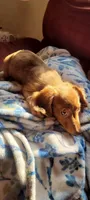 Biscuit, a male Miniature Dachshund for sale in Indianapolis, IN – 4 of 4