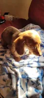 Biscuit, a male Miniature Dachshund for sale in Indianapolis, IN – 2 of 4