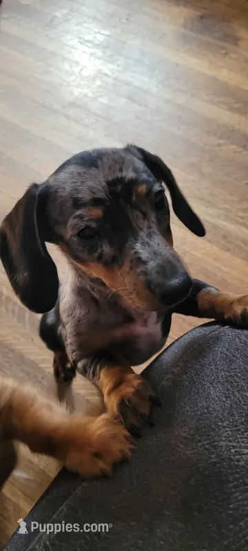 Tiny – Miniature Dachshund puppy for sale in Indianapolis, IN