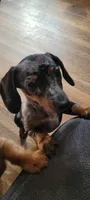 Tiny, a female Miniature Dachshund for sale in Indianapolis, IN – 1 of 3