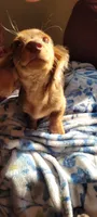 Biscuit, a male Miniature Dachshund for sale in Indianapolis, IN – 3 of 4