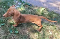 Bella, a female Miniature Dachshund for sale in Indianapolis, IN – 6 of 7