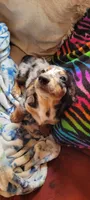 Scrappy, a male Miniature Dachshund for sale in Indianapolis, IN – 2 of 3