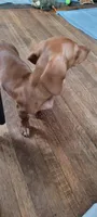 Bella, a female Miniature Dachshund for sale in Indianapolis, IN – 4 of 7