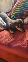 Doby, a female Miniature Dachshund for sale in Indianapolis, IN – 3 of 3