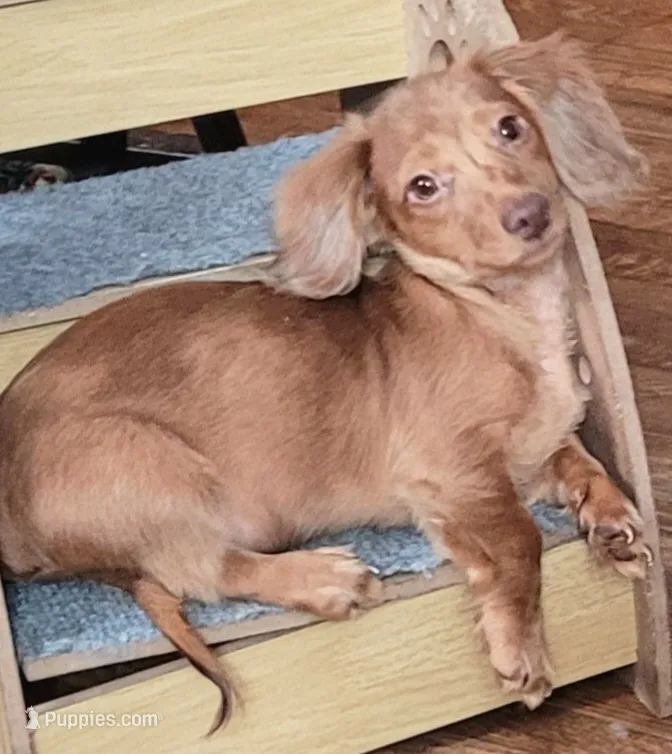 Biscuit – Miniature Dachshund puppy for sale in Indianapolis, IN