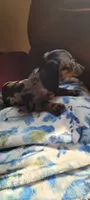 Tiny, a female Miniature Dachshund for sale in Indianapolis, IN – 2 of 3
