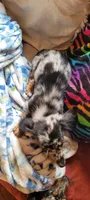Scrappy, a male Miniature Dachshund for sale in Indianapolis, IN – 3 of 3
