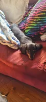 Doby, a female Miniature Dachshund for sale in Indianapolis, IN – 2 of 3