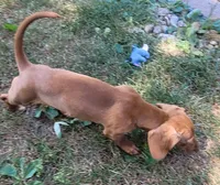 Bella, a female Miniature Dachshund for sale in Indianapolis, IN – 5 of 7