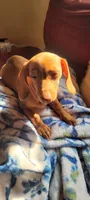 Spaz, a female Miniature Dachshund for sale in Indianapolis, IN – 3 of 4