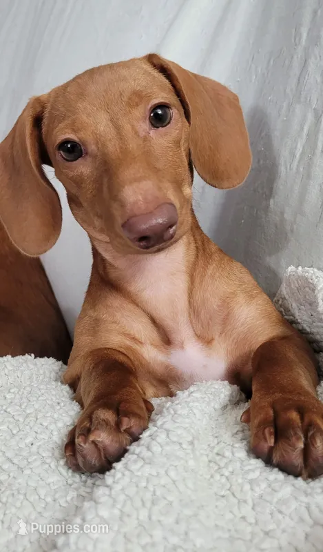 Bella – Miniature Dachshund puppy for sale in Indianapolis, IN