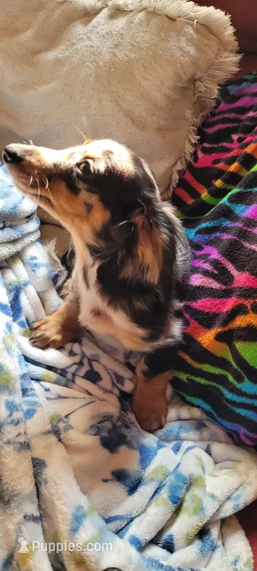 Scrappy – Miniature Dachshund puppy for sale in Indianapolis, IN
