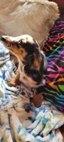 Scrappy, a male Miniature Dachshund for sale in Indianapolis, IN – 1 of 3