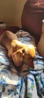 Spaz, a female Miniature Dachshund for sale in Indianapolis, IN – 2 of 4