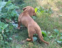 Bella, a female Miniature Dachshund for sale in Indianapolis, IN – 7 of 7