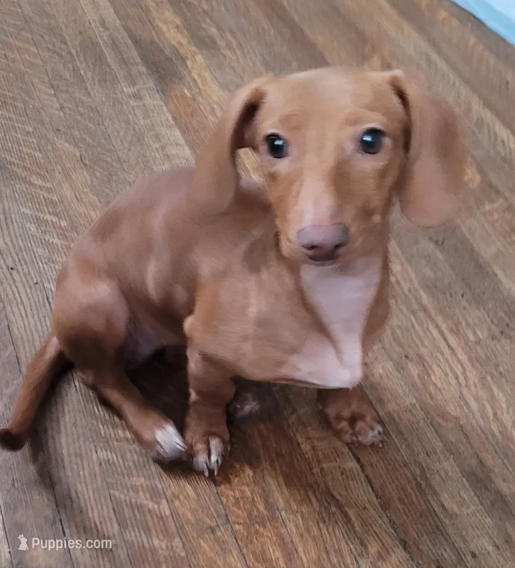 Spaz – Miniature Dachshund puppy for sale in Indianapolis, IN