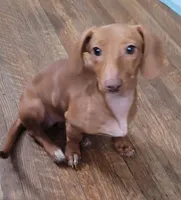 Bella, a female Miniature Dachshund for sale in Indianapolis, IN – 2 of 7
