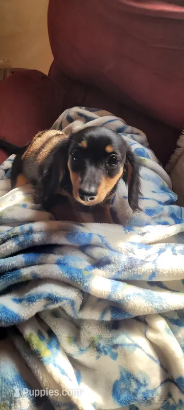 Doby – Miniature Dachshund puppy for sale in Indianapolis, IN
