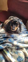 Doby, a female Miniature Dachshund for sale in Indianapolis, IN – 1 of 3