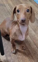 Bella, a female Miniature Dachshund for sale in Indianapolis, IN – 3 of 7