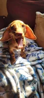 Spaz, a female Miniature Dachshund for sale in Indianapolis, IN – 4 of 4