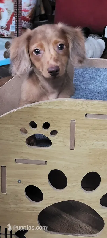Biscuit – Miniature Dachshund puppy for sale in Indianapolis, IN
