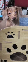 Biscuit, a male Miniature Dachshund for sale in Indianapolis, IN – 1 of 4