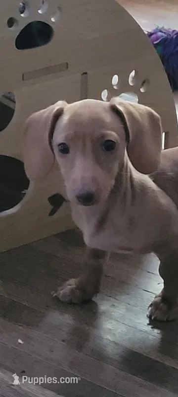 Spaz – Miniature Dachshund puppy for sale in Indianapolis, IN